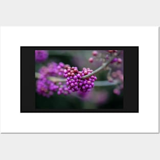 Callicarpa bodinieri Posters and Art